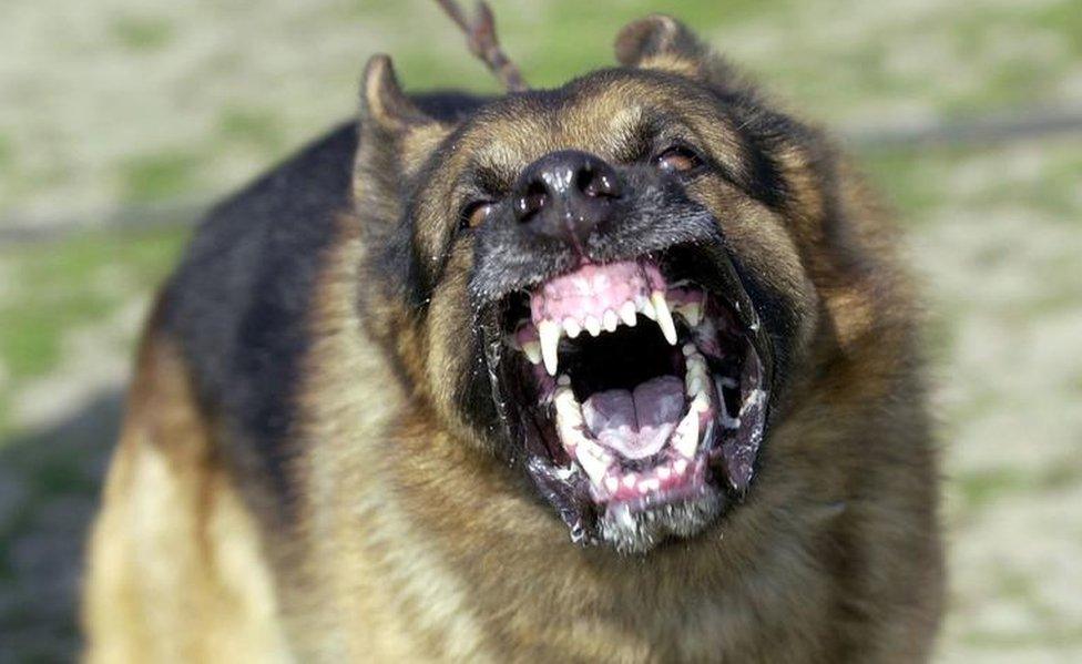 A German Shepherd bares its teeth