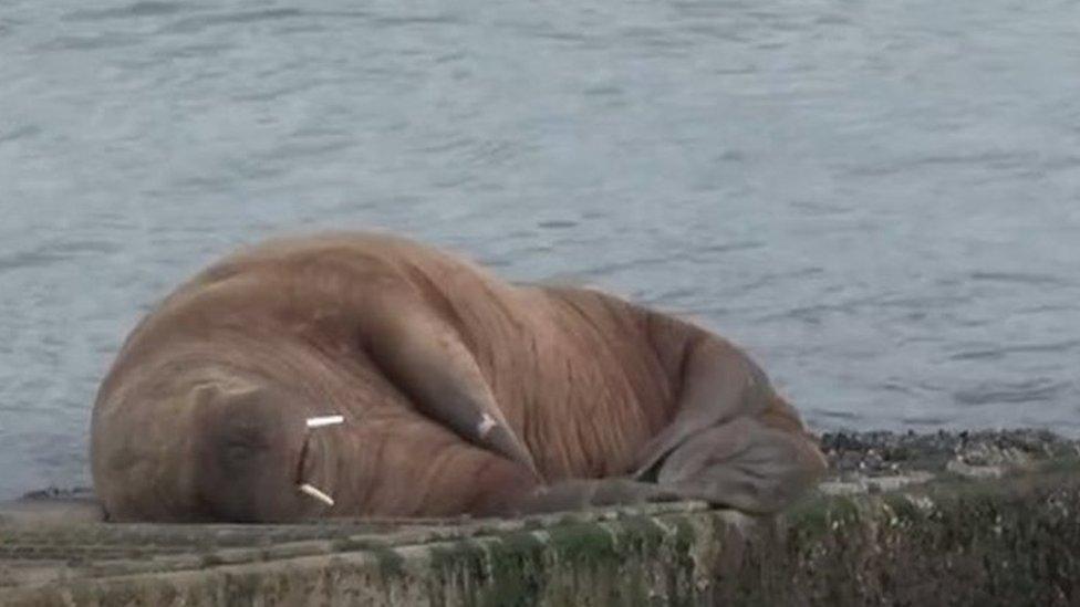 Walrus in Tenby