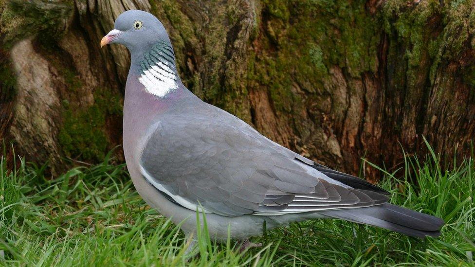 Woodpigeon