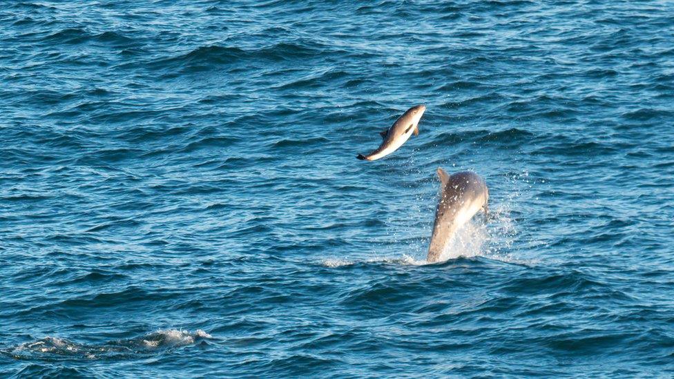 Bottlenose dolphins interacting with a lone harbour porpoise in Cornwall