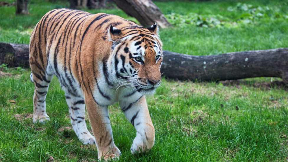 Bagai having a walk