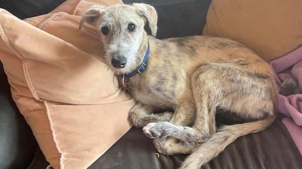 lurcher-puppy-back-with-owners-after-disappearing-from-nailsworth-bbc