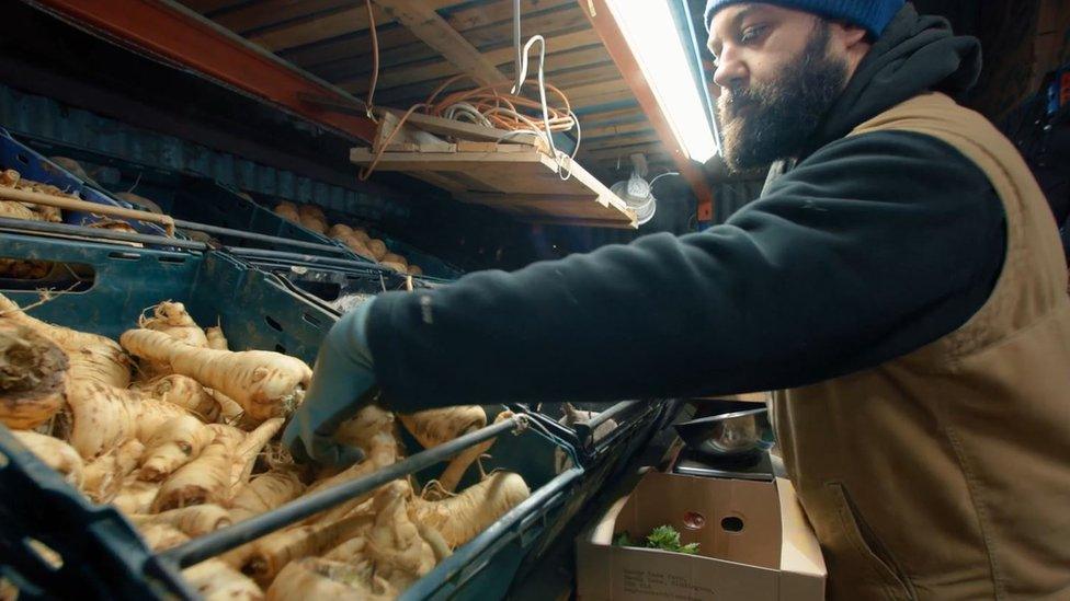 Man picking parsnips