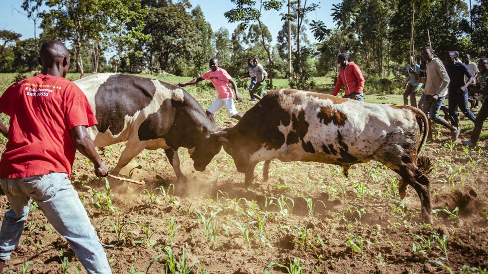 Bulls starting to fight during a match in western Kenya