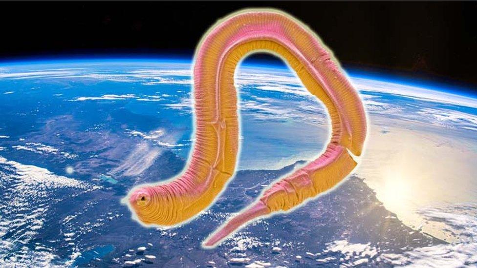 worm in space