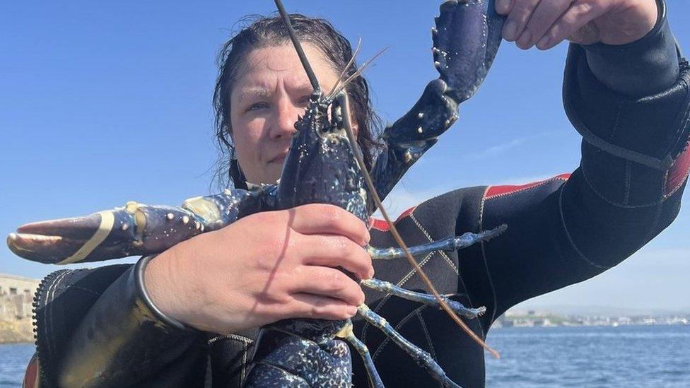 A bright blue European lobster