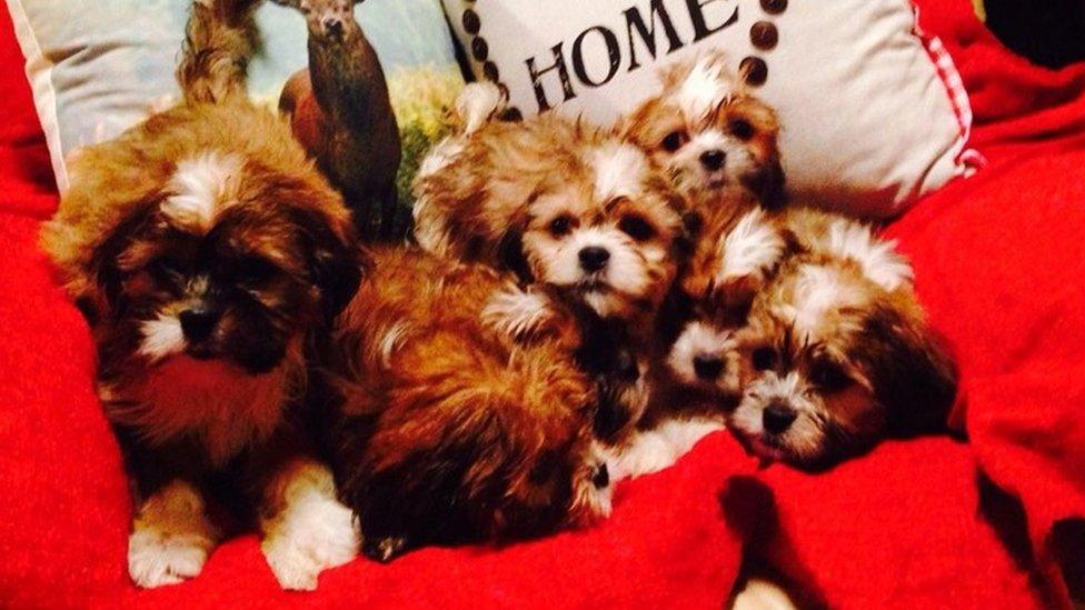 Shi Tzu puppies