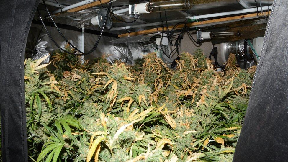 The cannabis growing