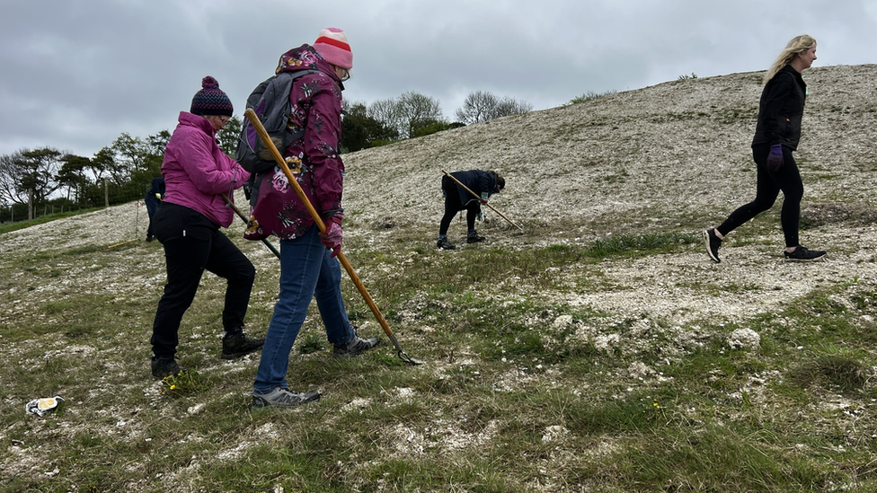 Volunteers weed the white lion at Whipsnade Zoo