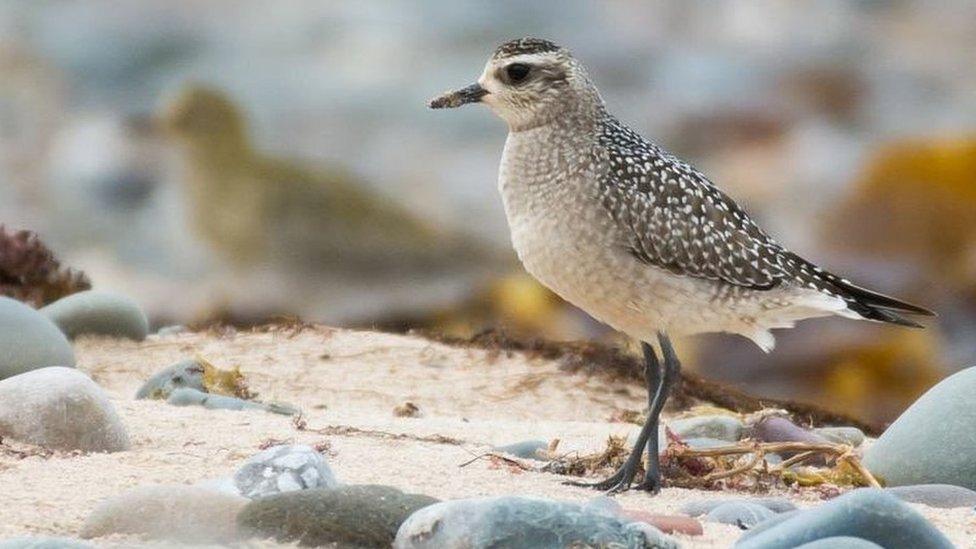 American golden plover