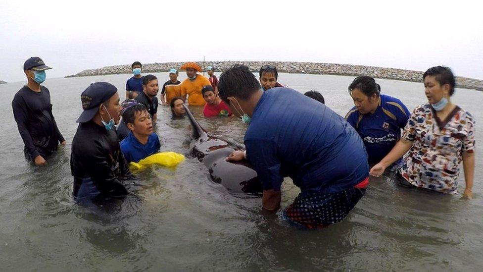 Pilot whale off Thailand