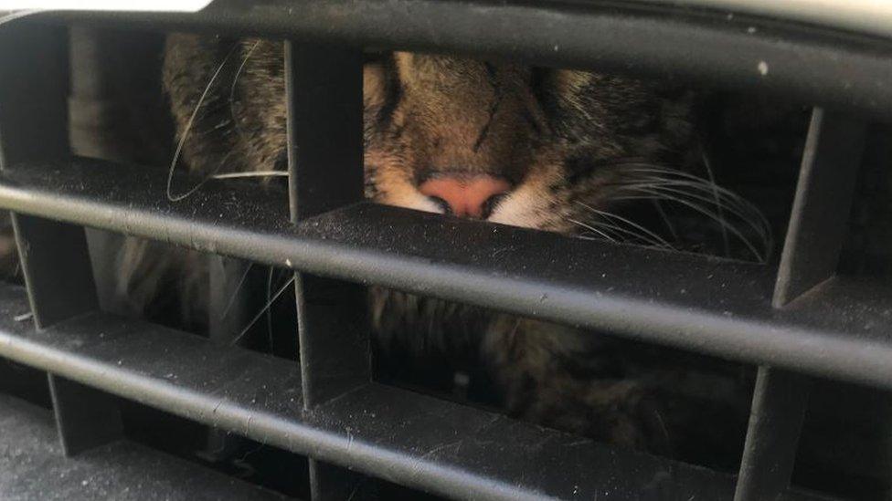 Cat trapped in car vent