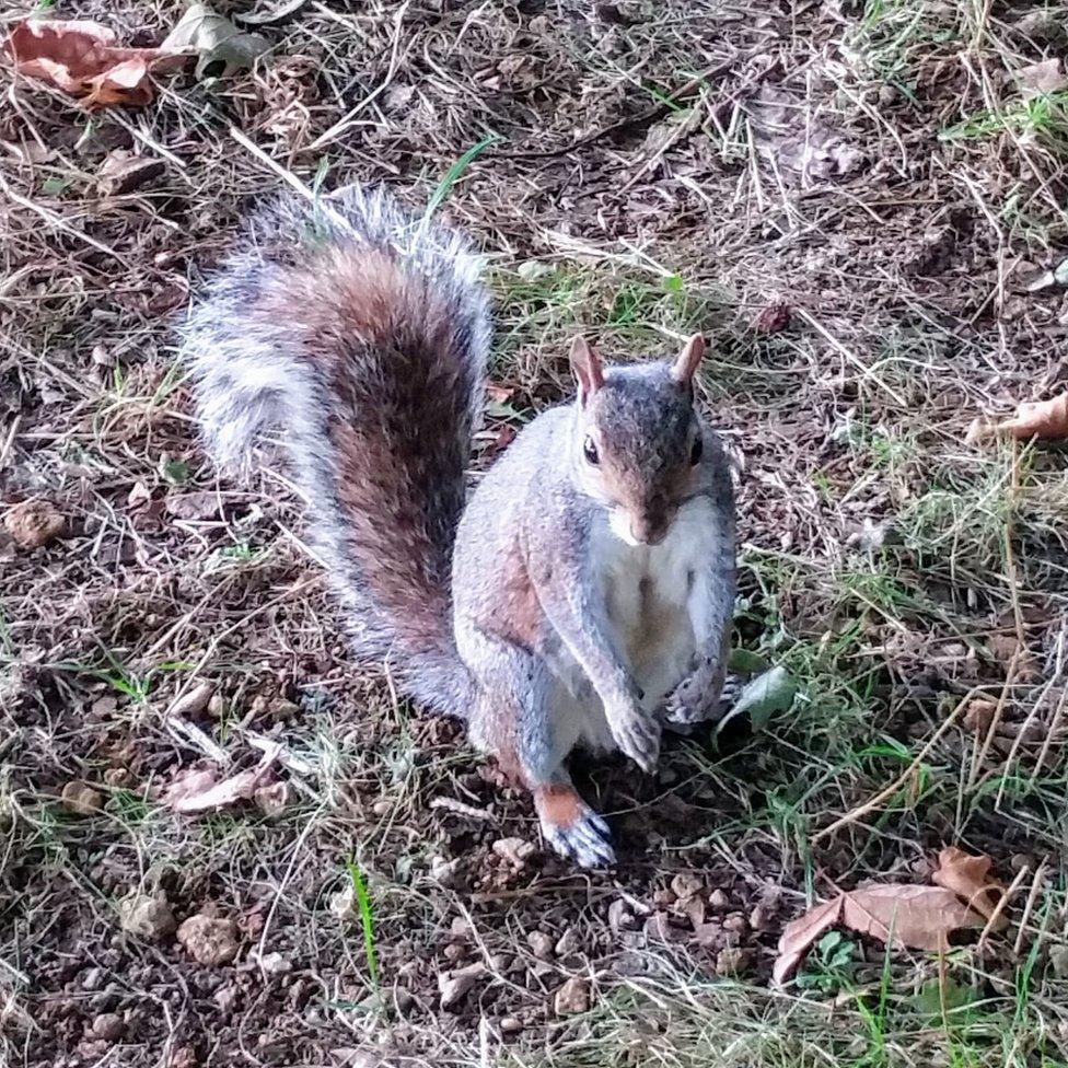 Squirrel at Christ Church