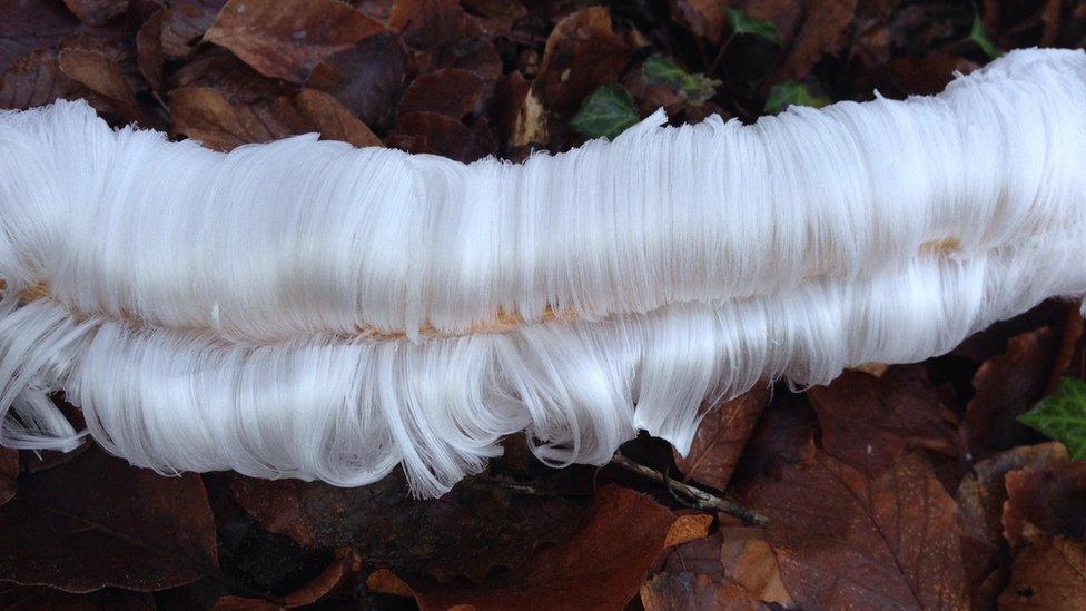 Frost that looks like finely-wrapped strands of white hair