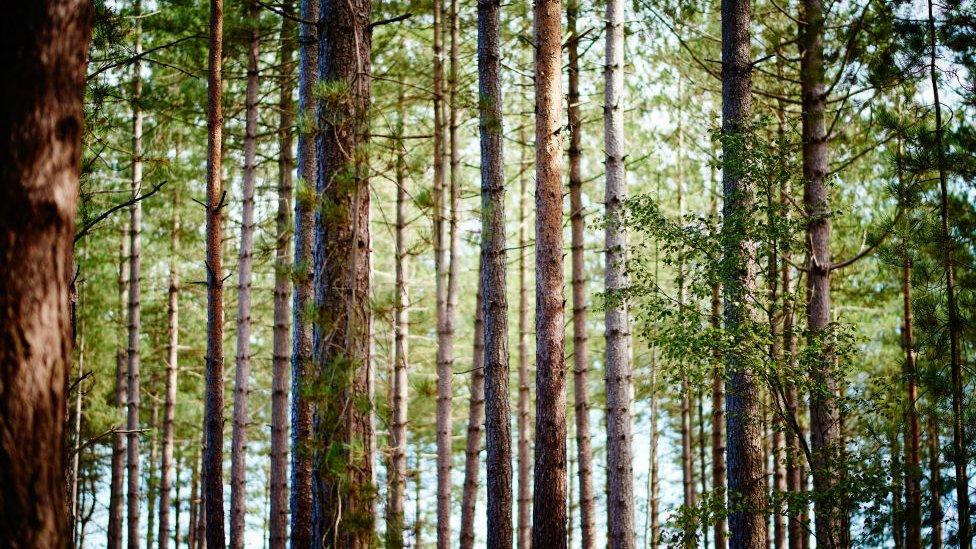 conifer-trees.