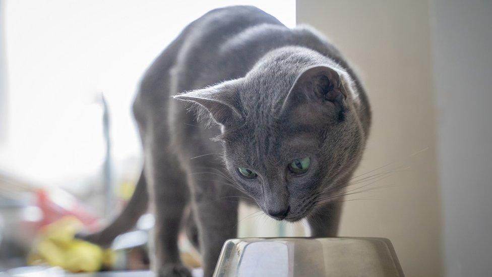 Cat looking at empty food bowl