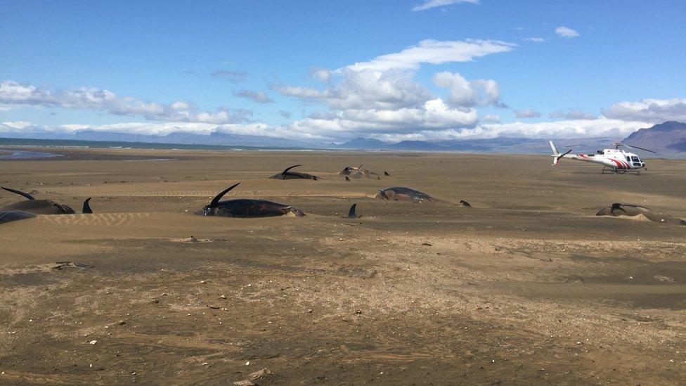 Dead pilot whales on Iceland beach