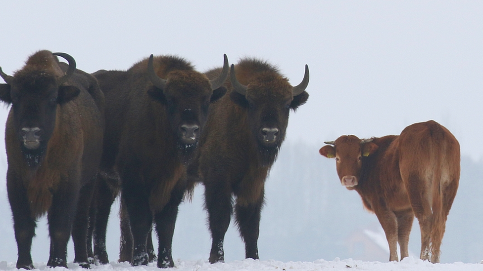 Cow among wild bison, Poland, January 2018