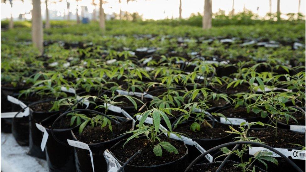 A pot farm