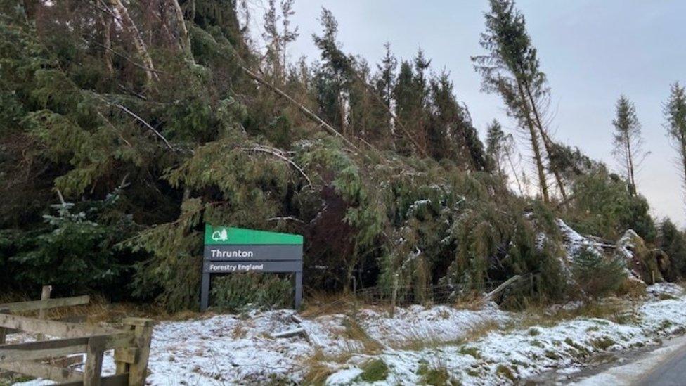 Thrunton forest, Northumberland