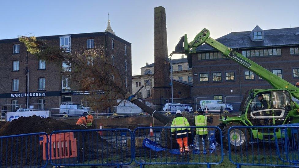 A tree being planted at Queens Gardens in Hull