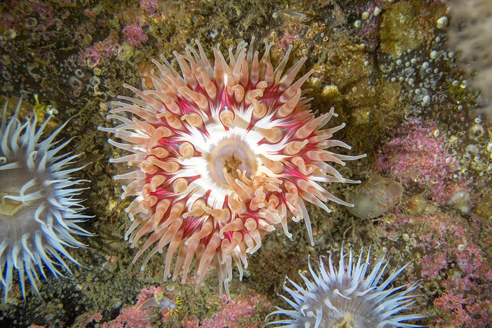 A photo of white, red and brown dahlia anemones in waters around Scotland