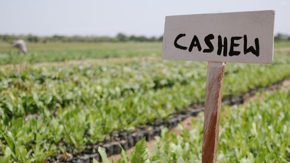 Cashew tree seedlings being grown in Ghana