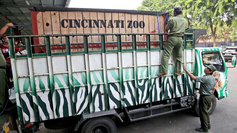 Harapan is transported from Soekarno-Hatta Airport in Cengkareng, Indonesia (1 Nov 2015)