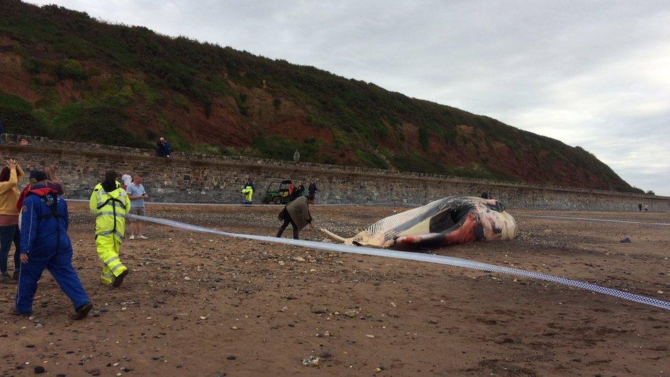 A dead whale on Red Rock beach with tape around it.