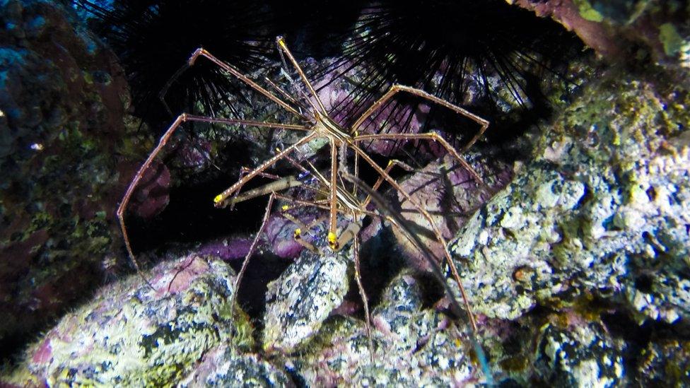 Sea spider