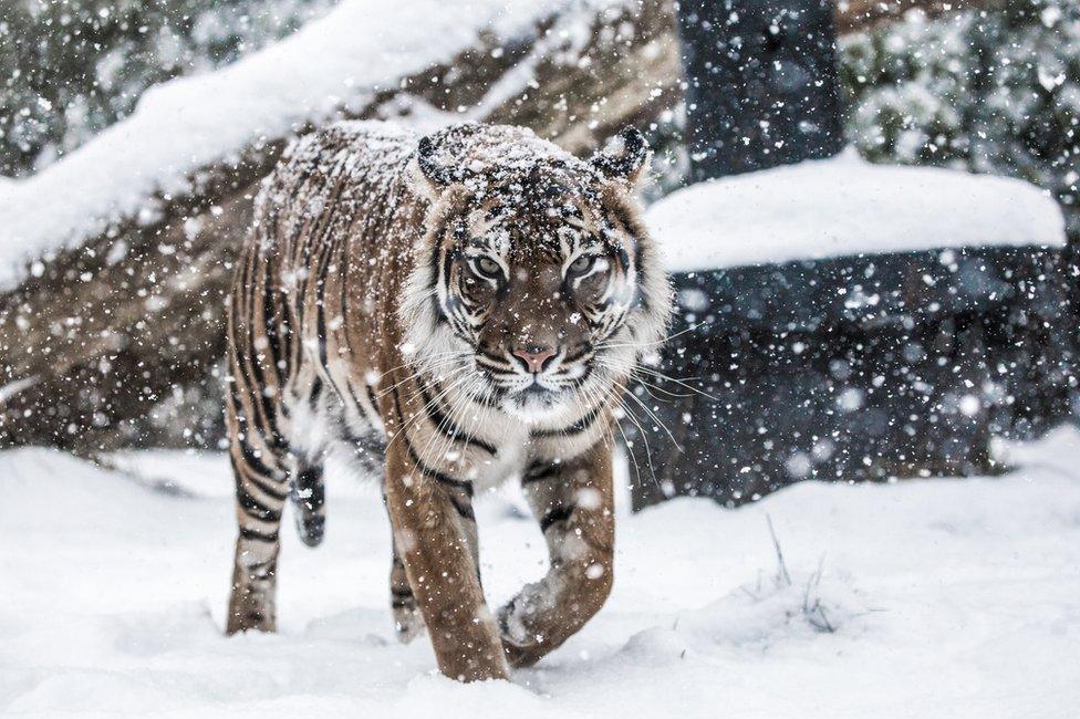 Tiger walking in snow