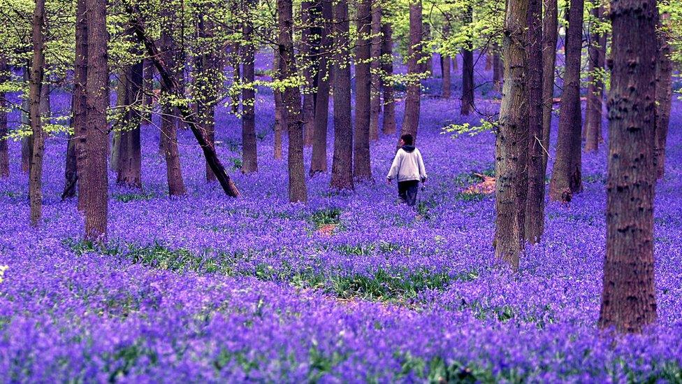 Bluebells in a wood