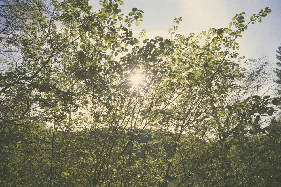 Trees at Castell Coch