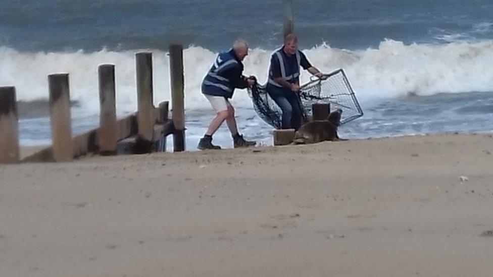 Seal being rescued