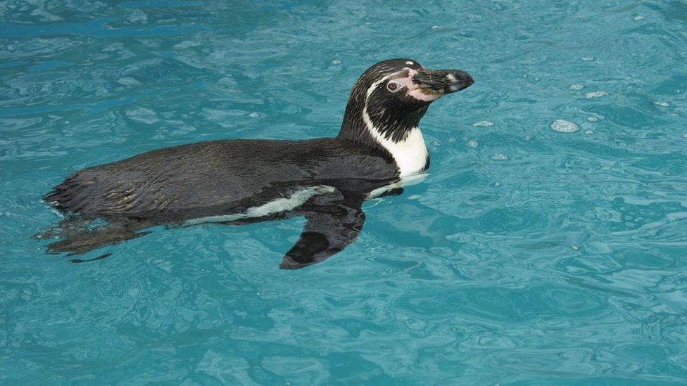 humboldt-penguin.