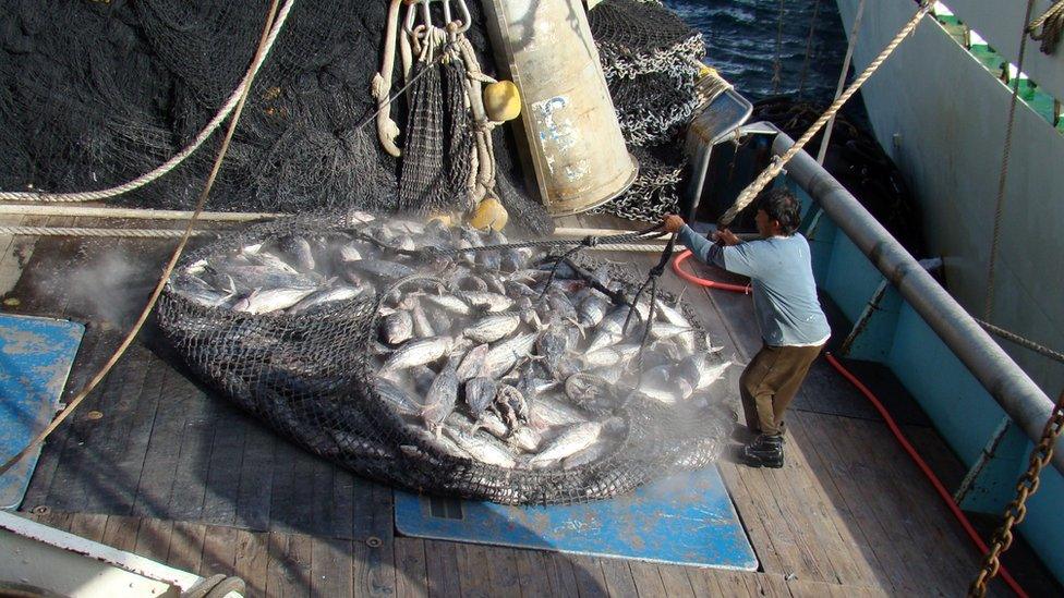 Tuna being caught in the Pacific Ocean