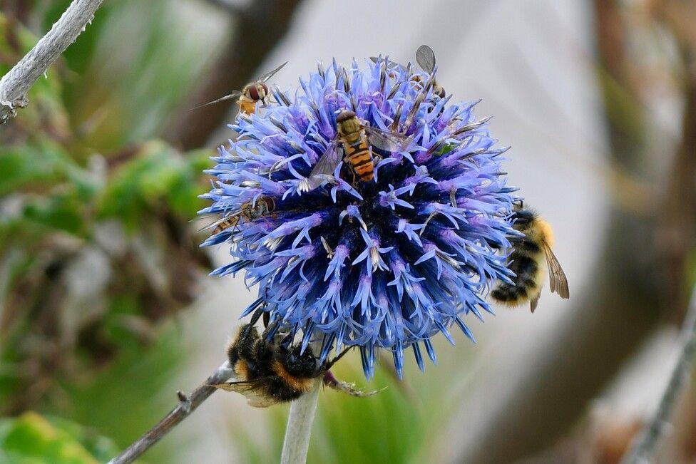 Echinops flower with bees