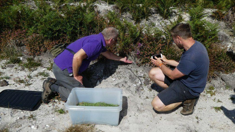 Sand lizards being released