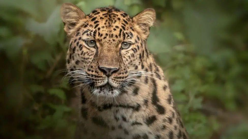 Close of up of a leopard, looking slightly away from the camera. Behind him is greenery which has been blurred. 