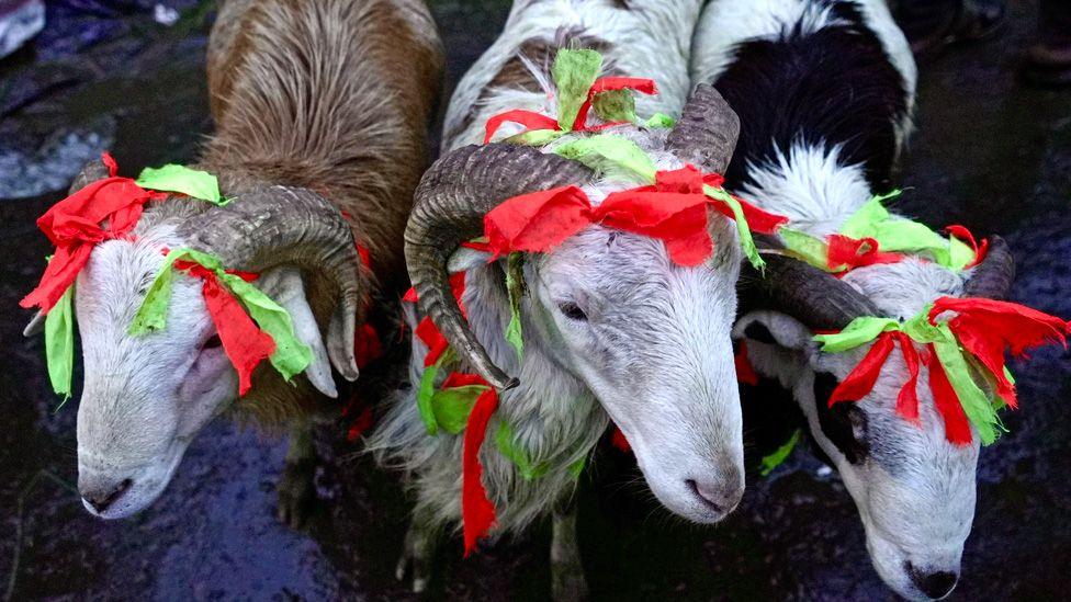 Three sheep with green and red ribbons tied to their horns pictured on New Year's Eve in Addis Ababa, Ethiopia - Wednesday 10 September 2025.