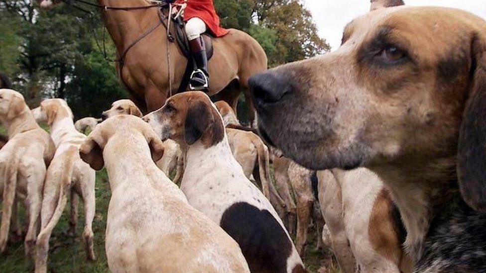 A dozen hounds stand on grass next to a mounted huntsman wearing a traditional red coat. The face of the huntsman - from the Portman Hunt - cannot be seen.