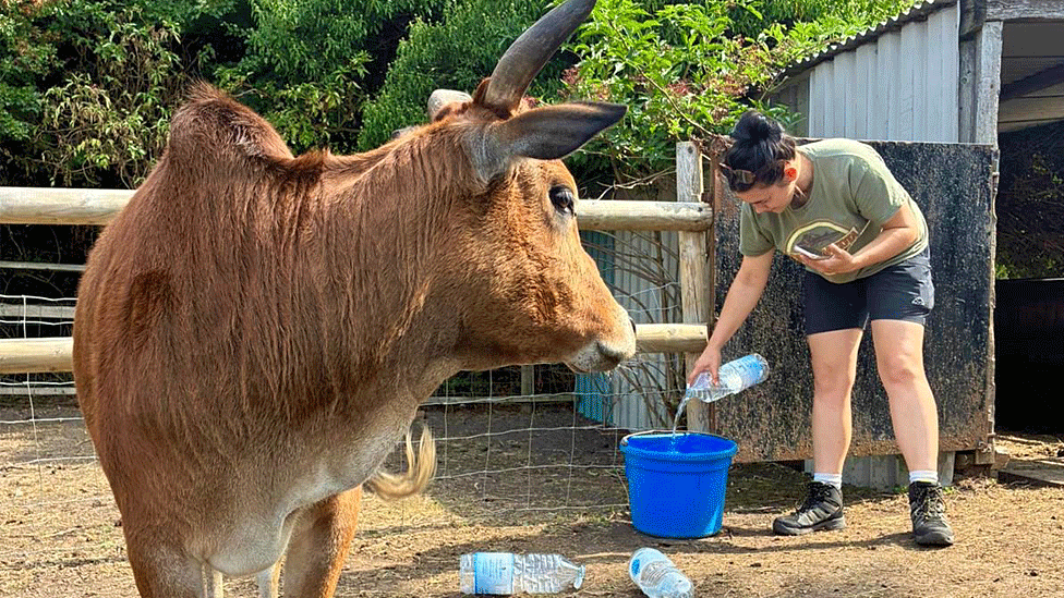 Beth pours water into a blue plastic bowl as a horned cow looks on