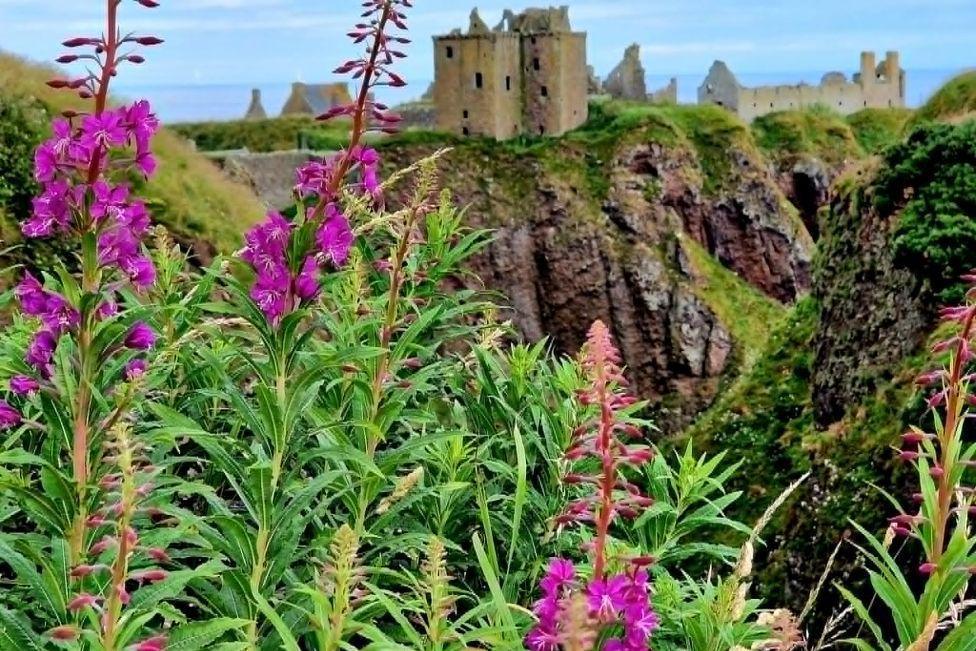 Purple flowers in the foreground, and the remains of an old castle - Dunnottar - in the distance, on the top of a cliff.