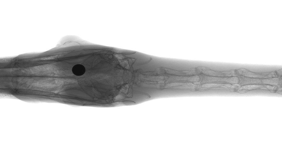An X-ray of a swan's head and neck, with the head to the left. A black ball can be seen almost in the middle of the swan's head. Its neck vertebra can also be seen in its neck.