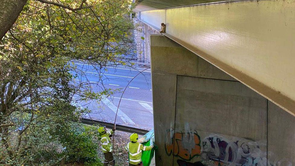 Two firefighters at the base of a concrete support for a bridge, wearing hi-vis jackets and helmets and looking up. At the top of the bridge support is a ginger and white cat, sitting up right and looking down on them. One of the firefighters is holding a long curving stick. To the left is a tree and in front of them is a dual carriageway.