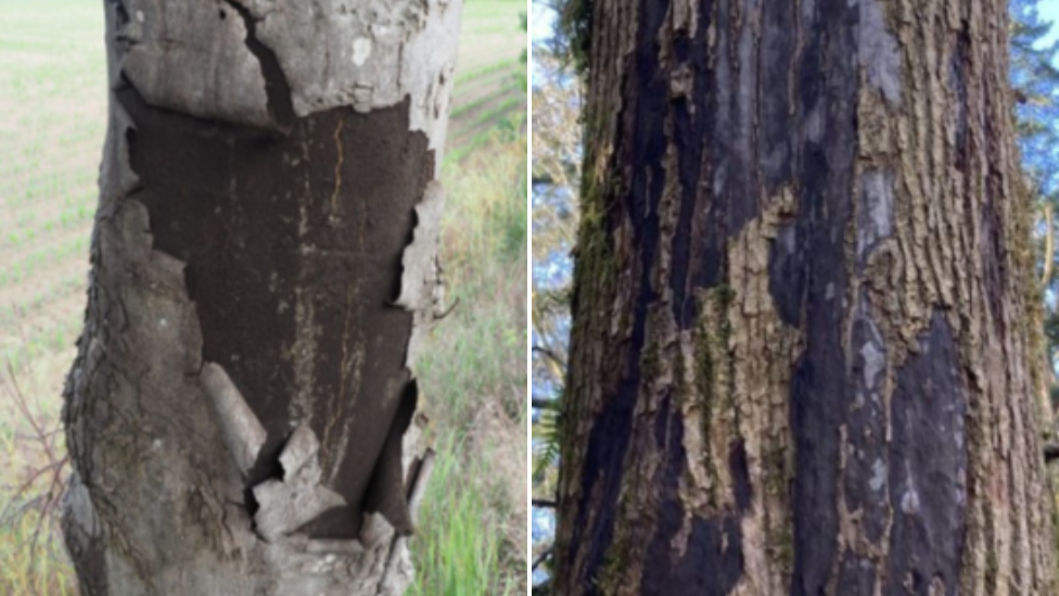 Two trees with black sooty patches on their trunks