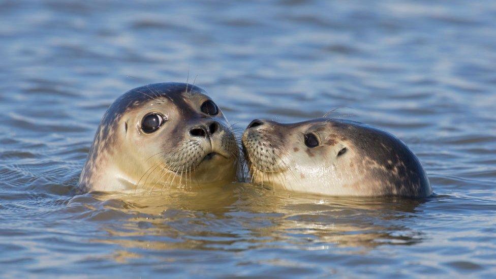 Young harbour seals