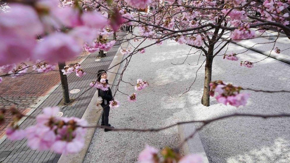 Trees in Oozells Square