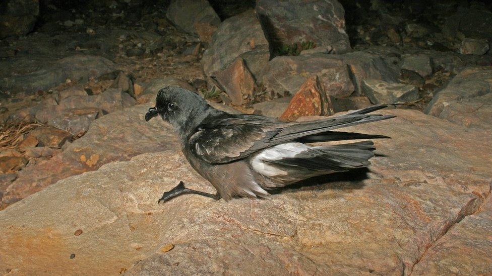 Storm petrel