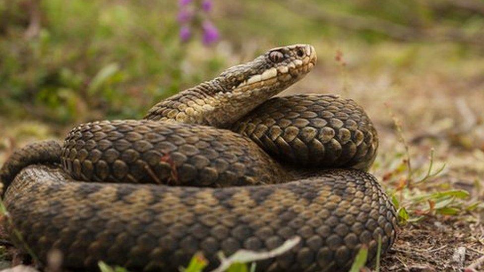 An adder